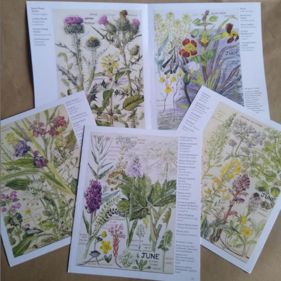 Wildflowers of Britain Month by Month Margaret Erskine Wilson - Picture 2 of 2